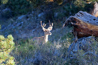 DSC_4839_edited