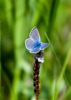 DSC_4900_edited - Silvery Blue on Bistort flower