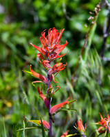 DSC_4807_edited - Indian Paintbrush