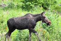 DSC_5134_edited - ... a pretty young cow moose crossed the road in front of us!