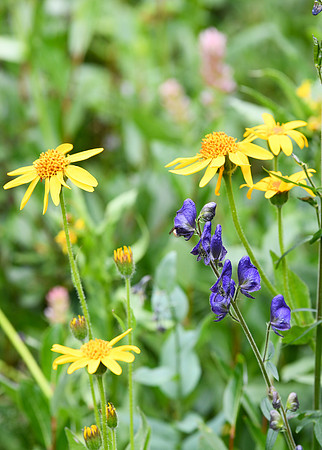 DSC_5048_edited-1 - Purple Monk's hood, Pink Queen's Crown, Yellow Hairy Arnica