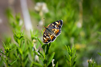 DSC_4820 - Silvery Checkerspot Butterfly_edited