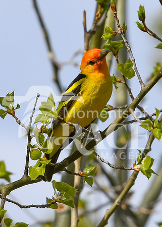 DSC_7217_edited