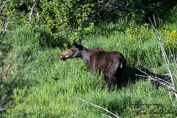 DSC_4504_edited - We were hoping that she was not alone, so we watched her for quite some time...
