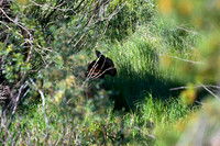 DSC_4519_edited - ... then look who woke up!!