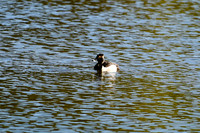 DSC_4570_edited - Ring-necked duck (drake)