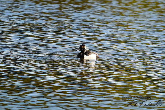 DSC_4570_edited - Ring-necked duck (drake)