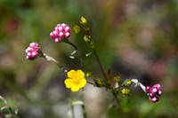 DSC_4890_edited - Rosey Pussytoes and Alpine Avens
