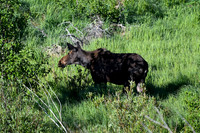 DSC_4501_edited - Beautiful cow moose grazing in the willows just after sunrise.
