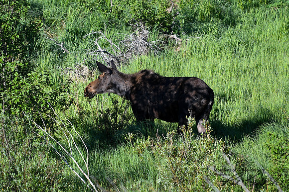 DSC_4501_edited - Beautiful cow moose grazing in the willows just after sunrise.