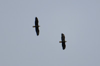 DSC_4013_edited