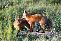 DSC_5431_edited