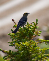 DSC_0250_edited