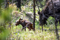 2025-06-07 - New Born