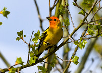 DSC_7221_edited