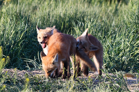 DSC_5290_edited