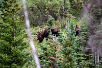 DSC_4771_edited