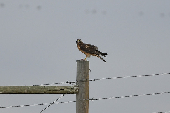 DSC_4177_edited