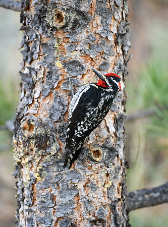 DSC_2213_edited-vert - Red Napped Sapsucker