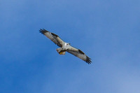 DSC_5115_edited_edited