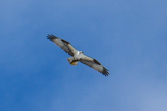 DSC_5115_edited_edited