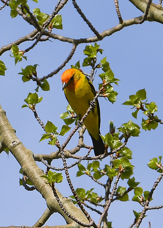 DSC_6992_edited - Western Tanager (Male)