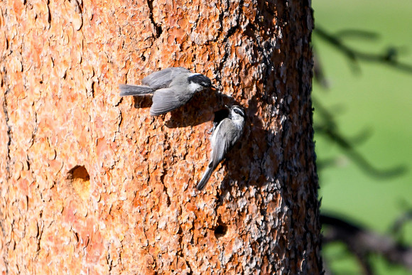 DSC_2234_edited