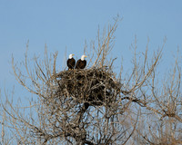2025-03-12 - Eagles and Ducks - Buffleheads, Red-heads, and more...