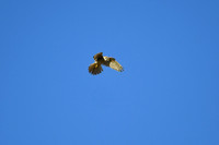 DSC_8549_edited