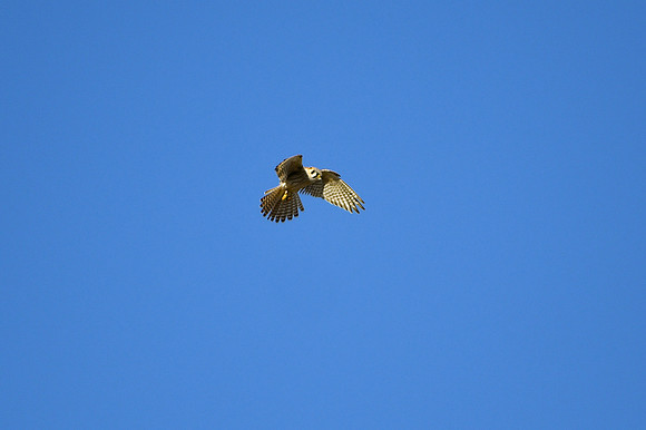 DSC_8549_edited