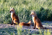 DSC_5296_edited