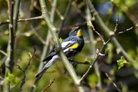 DSC_0967_edited