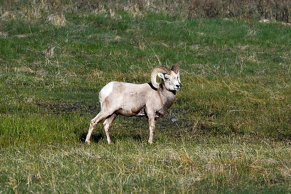 DSC_6538_edited - Bighorn Ram at Sheep Lakes