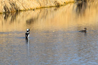 DSC_0139-GK-02-20-22_edited - Hooded Merganser - Courtship dance