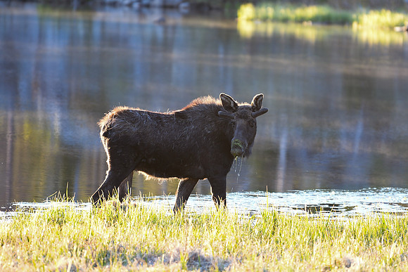DSC_6267_edited - Young bull moose #1
