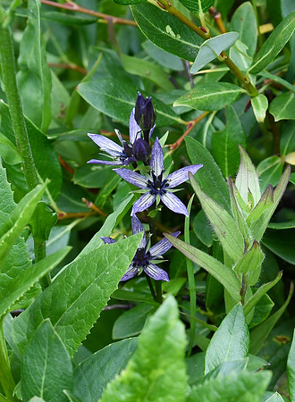 DSC_5034_edited - A new find - Star Gentian