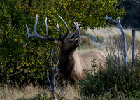 DSC_4885_edited_edited