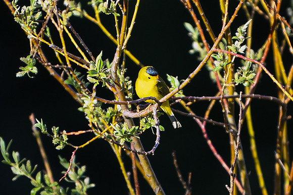 DSC_6432_edited - Wilson's Warbler (Male)