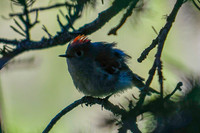DSC_0550_edited - Ruby-crowned kinglet in the shadows