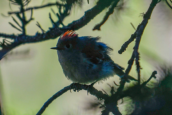 DSC_0550_edited - Ruby-crowned kinglet in the shadows