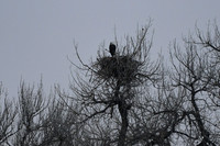 2025 - New Eagle Nest