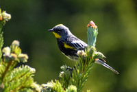 DSC_0093_edited