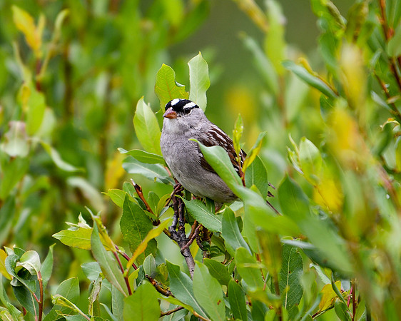 DSC_4403_edited