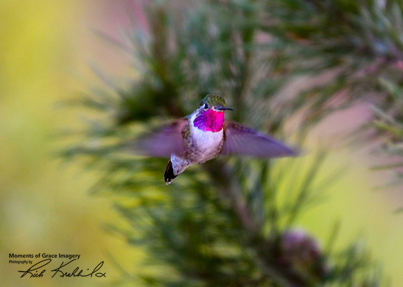 DSC_4461_edited