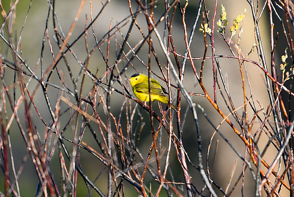 DSC_6356_edited - Wilson's Warbler (Male)