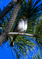 DSC_0248_edited - Green-Tailed Towhee
