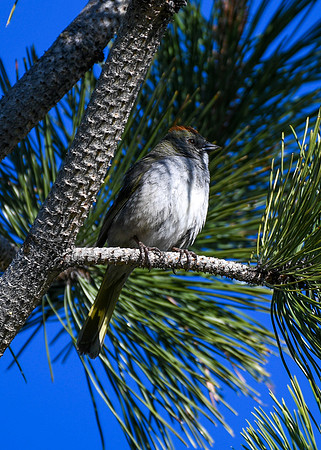 DSC_0248_edited - Green-Tailed Towhee