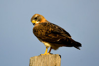 DSC_5869_edited_edited