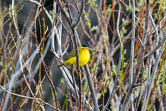 DSC_7715_edited - Wilson's Warbler (Male)