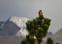 2023-09-30 - DSC_0840_edited-5x7 - Red-Tailed Hawk on a Ponderosa - Long's Peak